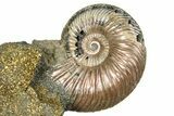 Iridescent Pyritized Ammonite (Quenstedticeras) Fossil Display #368831-1